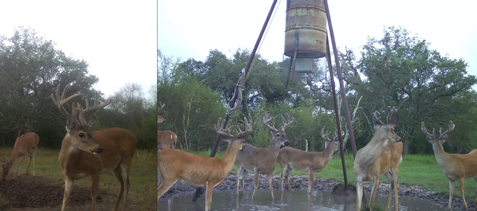 South Texas Free Range Whitetail Deer Hunting